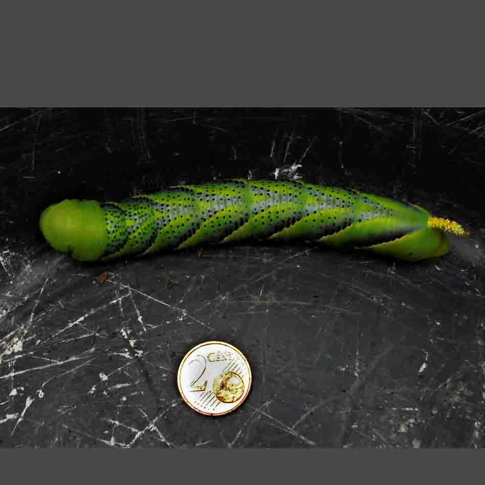 Totenkopfschwärmer MEIER