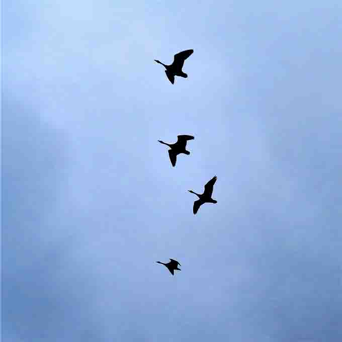 Kanadagänse NEUHAUS