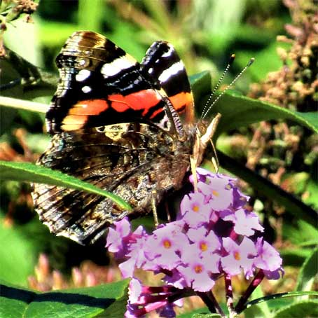 Admiral an Sommerflieder NEUHAUS 2018