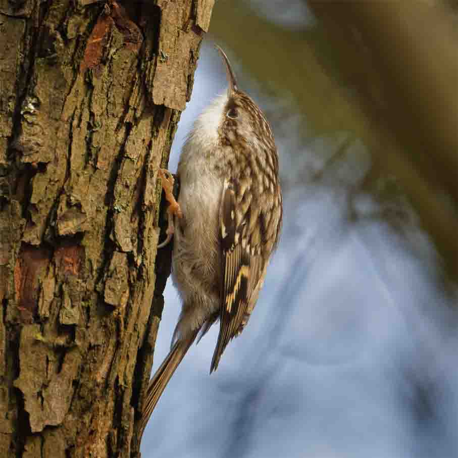 Baumläufer SCHMIDT Oliver