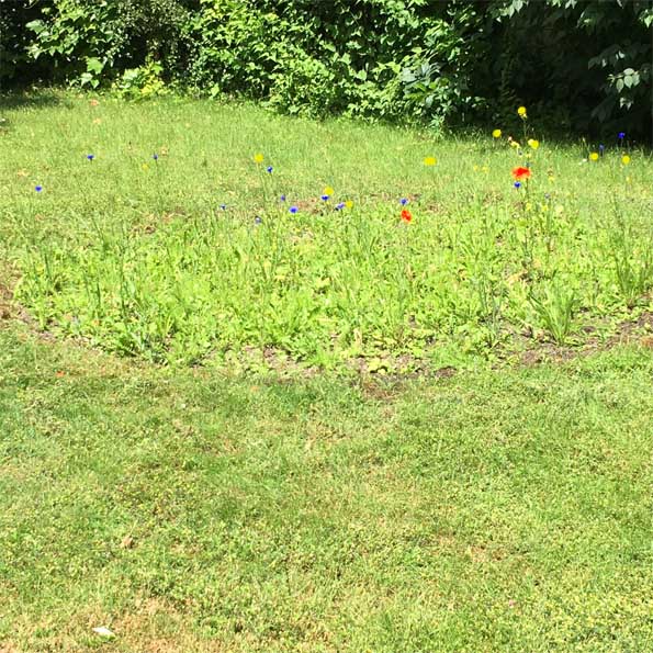 Herne blüht auf FIELHAUER