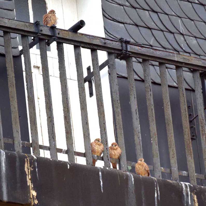 Turmfalken Wiemelhausen