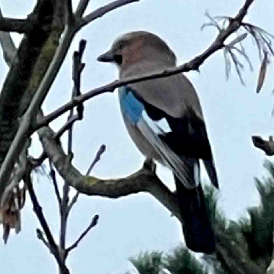 Eichelhäher in BO Mitte