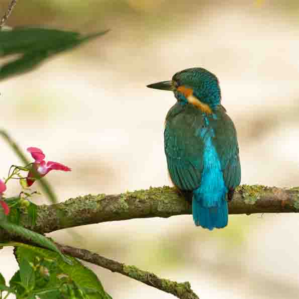 Eisvogel SCHMIDT Oliver