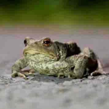 Erdkröte SCHÜTTER Stefan