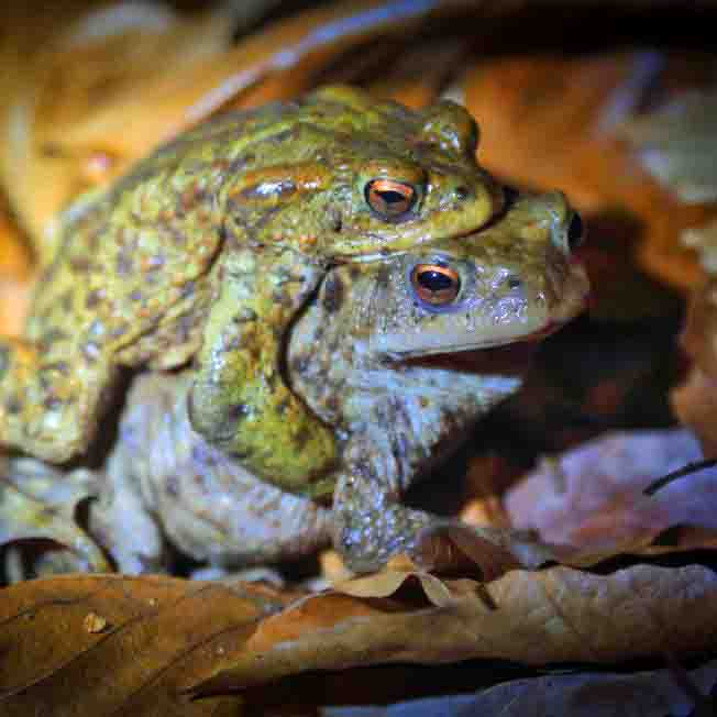 Erdkröten SCHÜTTER