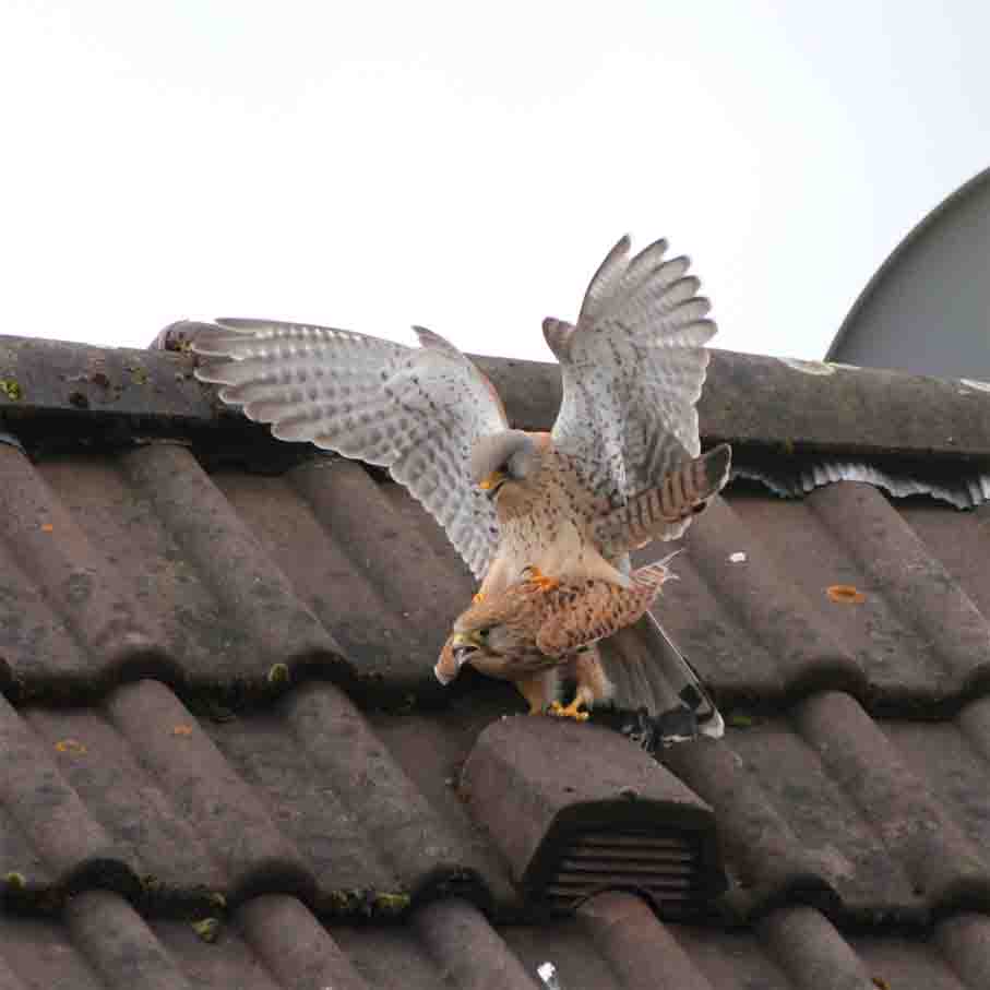 Turmfalken Paarung