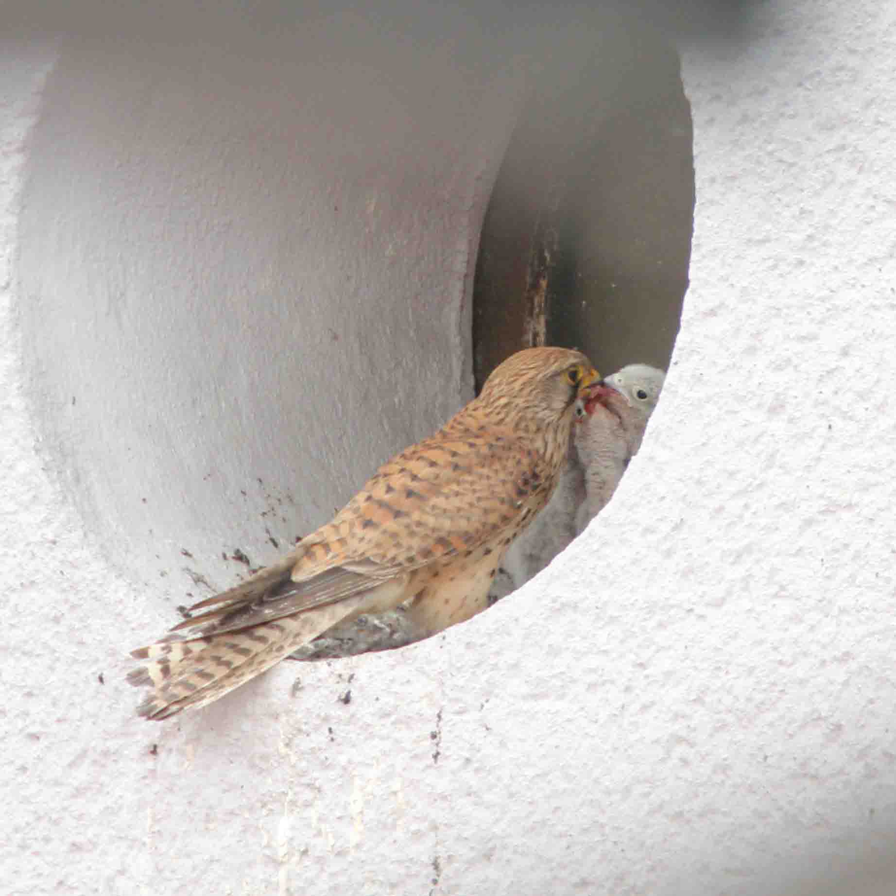 Turmfalkenbrut Filipiak