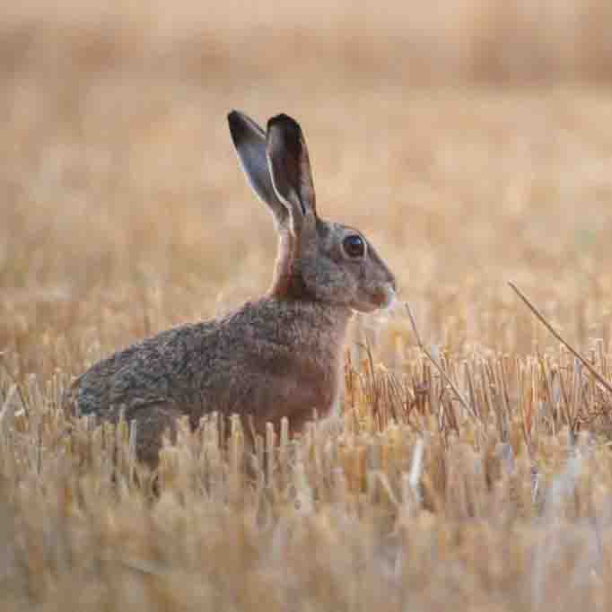 Feldhase SCHÜTTER Stefan