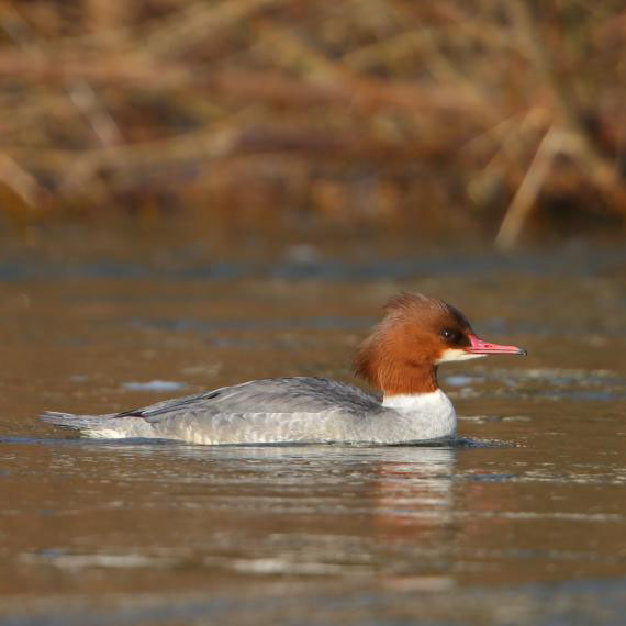 Gänsesäger SCHÜTTER