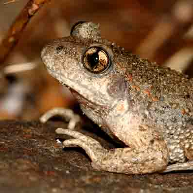 Geburtshelferkröte BLÖDOW