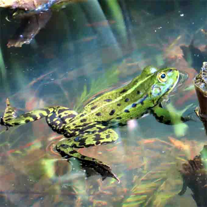 Grünfrosch