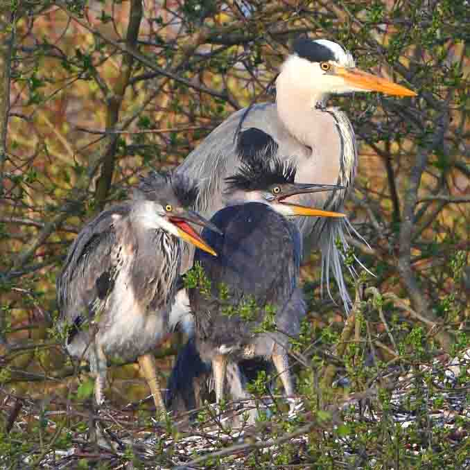 Graureiher SCHÜTTER Stefan