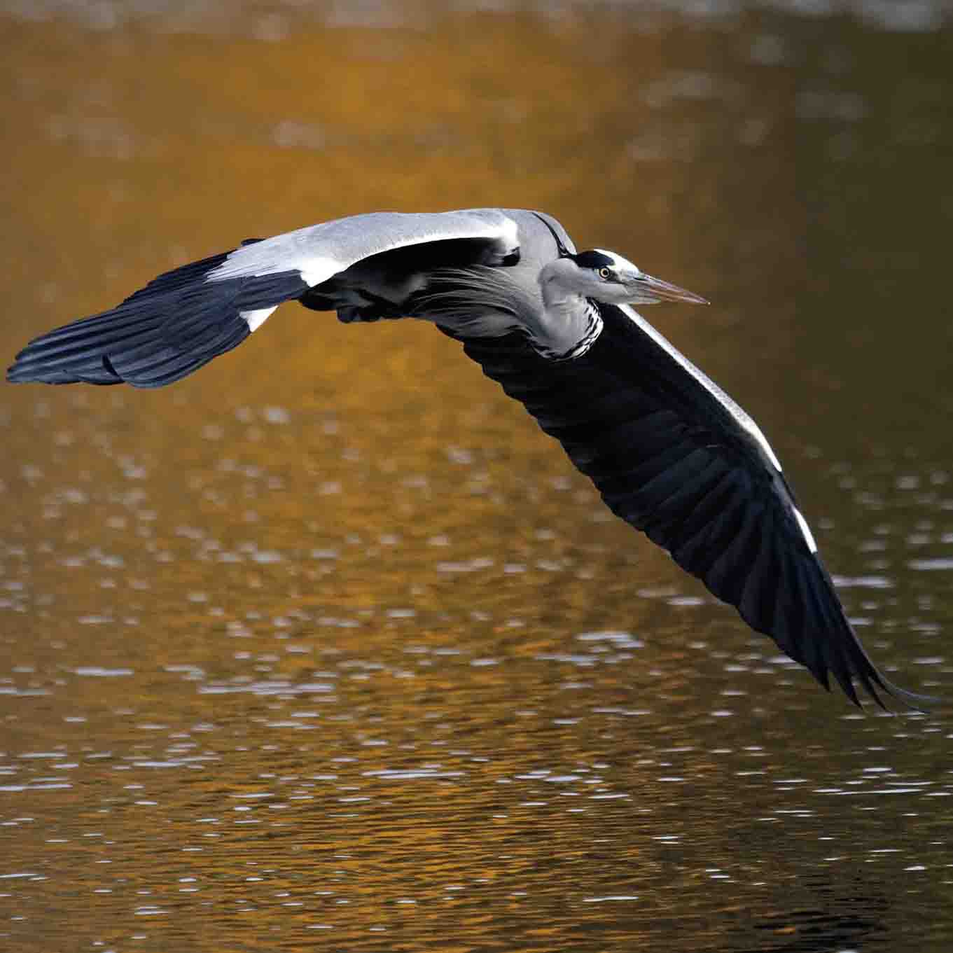 Graureiher SCHMIDT Oliver