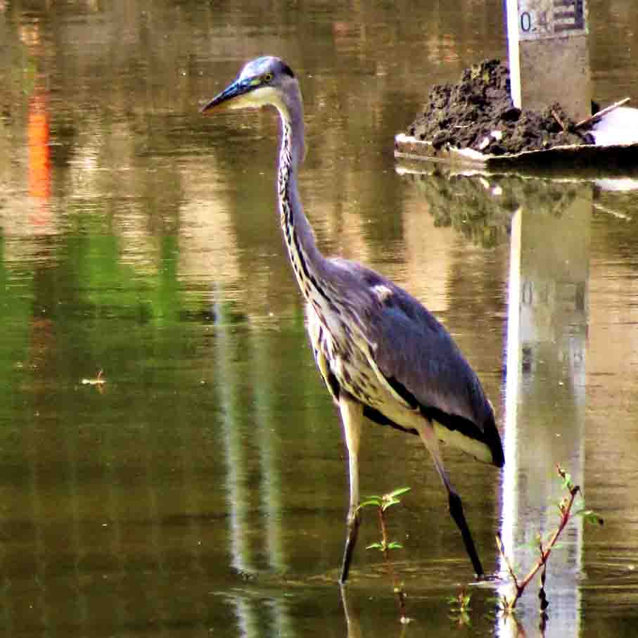 Graureiher WAT Neuhaus