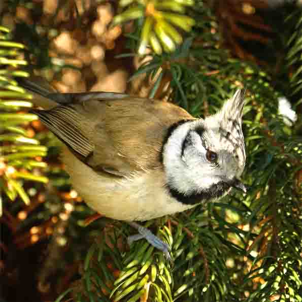 Haubenmeise Oliver SCHMIDT