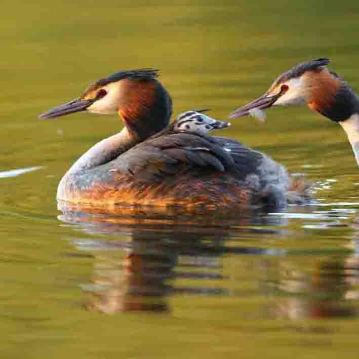 Haubentaucher SCHÜTTER