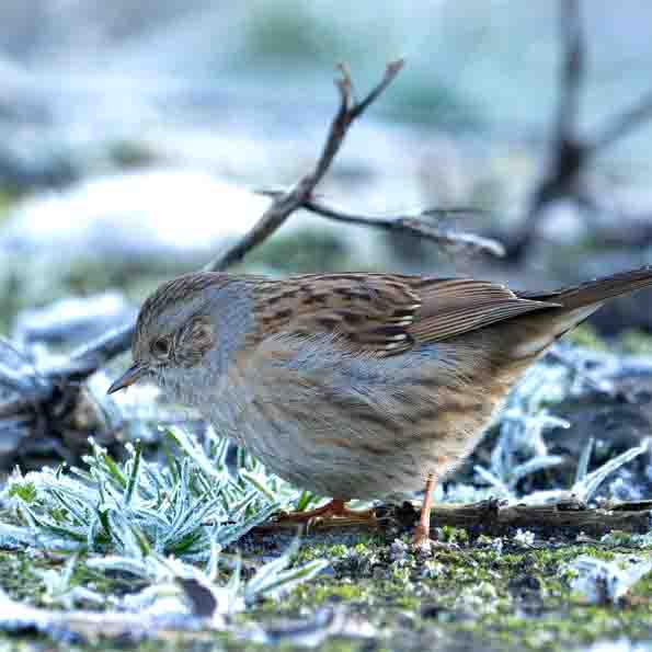 Heckenbraunelle SCHMIDT Oliver