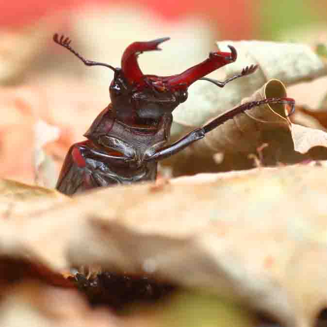 Hirschkäfer SCHÜTTER