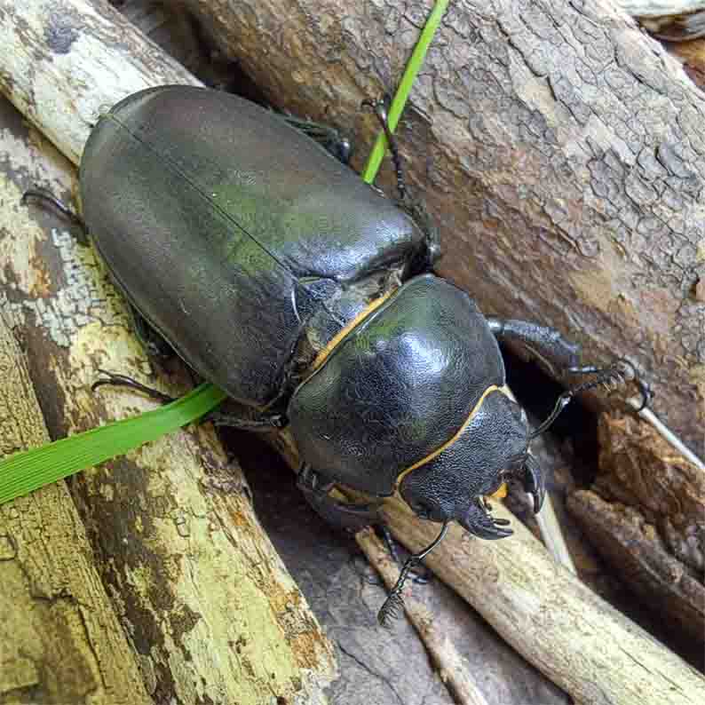 Hirschkäfer fem BAUERKÄMPER