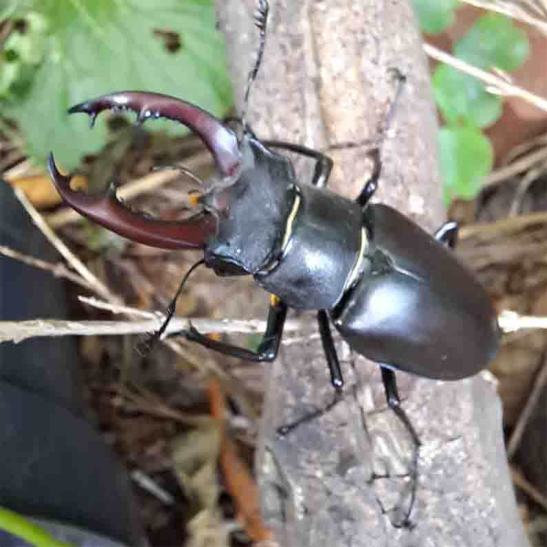 Hirschkäfer mask BAUERKÄMPER