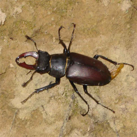 Hirschkäfer Dietrich