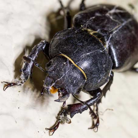 Hirschkäfer Weibchen