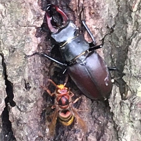 Hirschkäfer + Hornisse