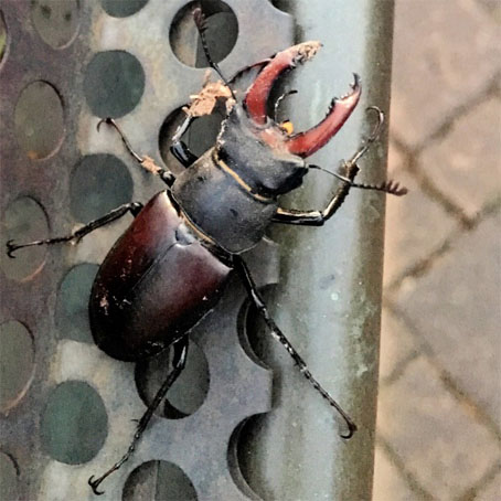 Hirschkäfer Lanius Kursawe