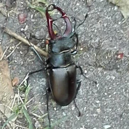 Hirschkäfer Rölleke