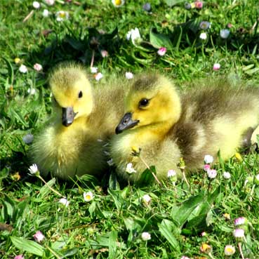 Kanadagans-Küken APR, NEUHAUS