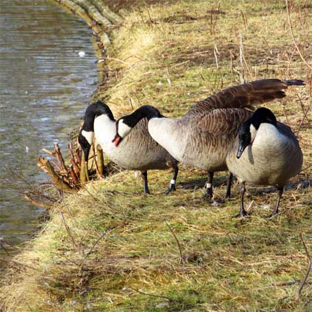 Kanadagänse