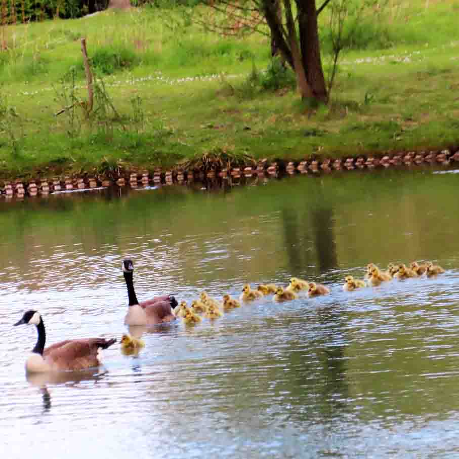 Kanadagänse NEUHAUS