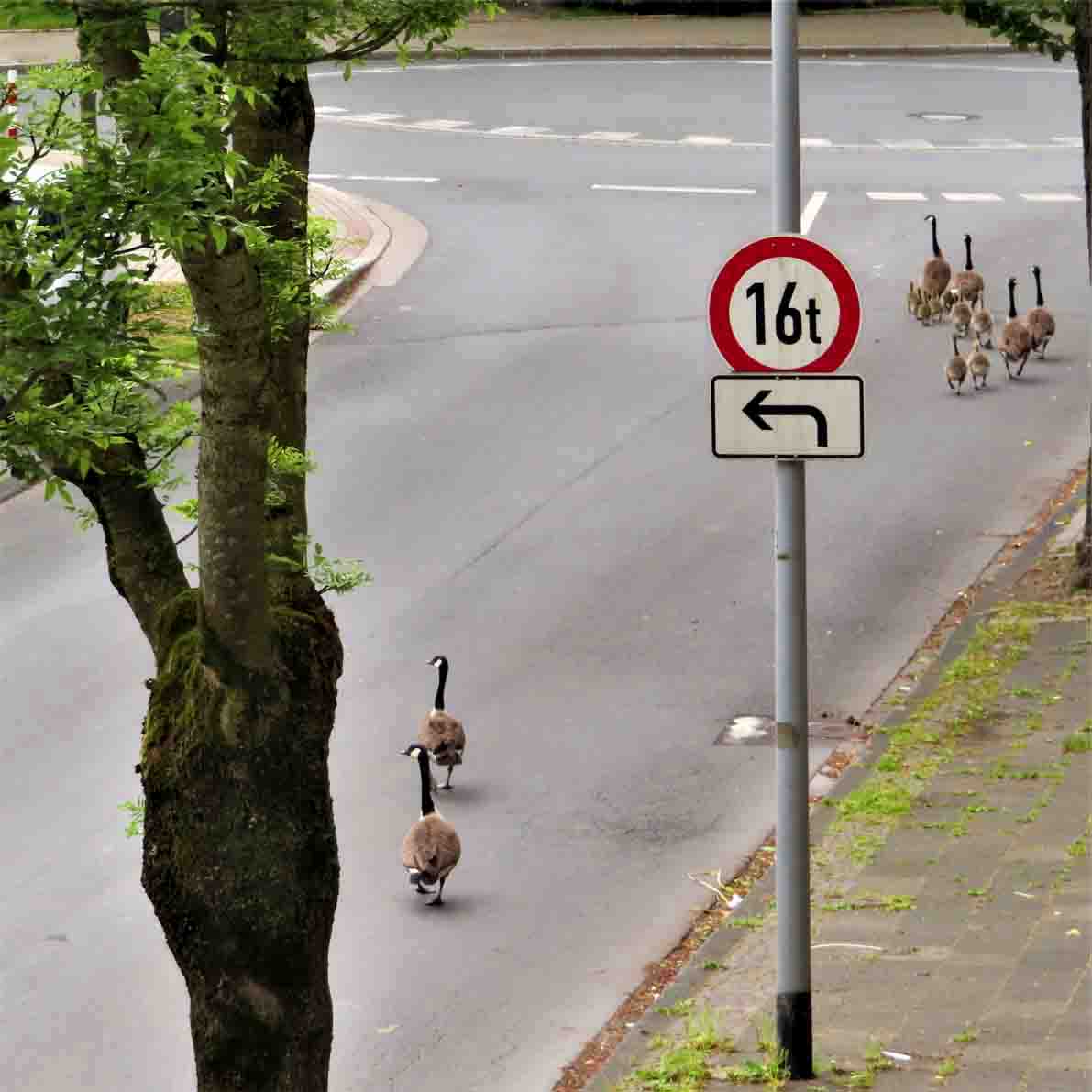 Kanadagänse NEUHAUS Christel