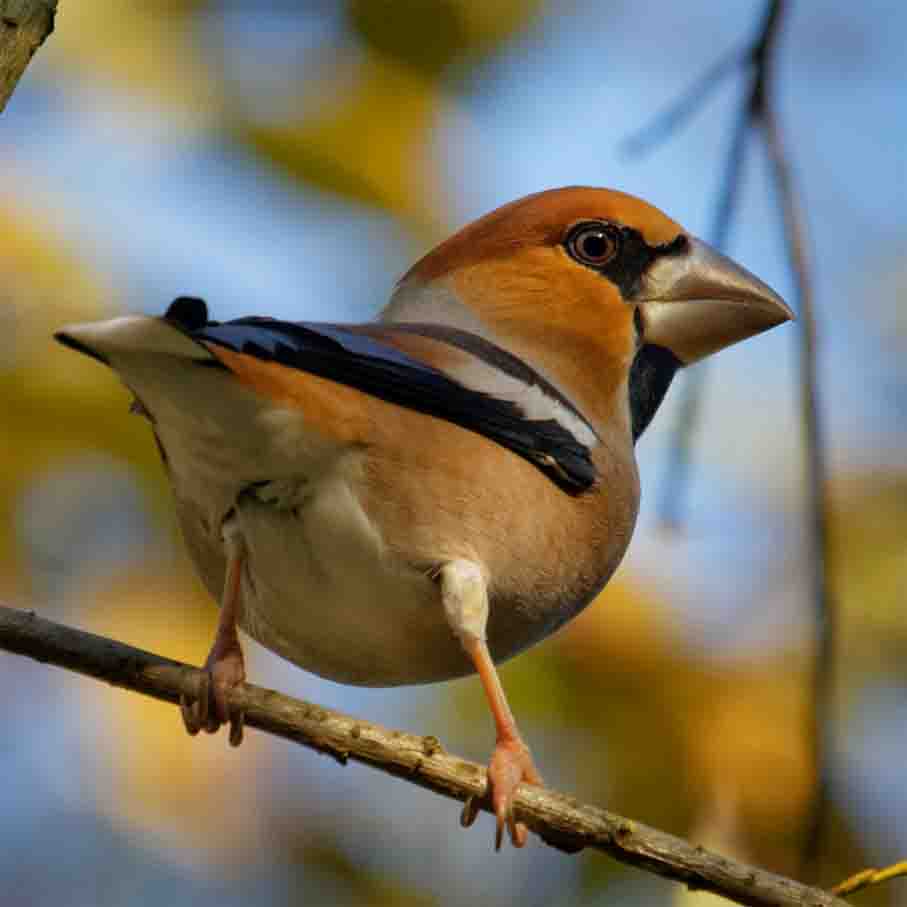 Kernbeißer SCHMIDT Oliver