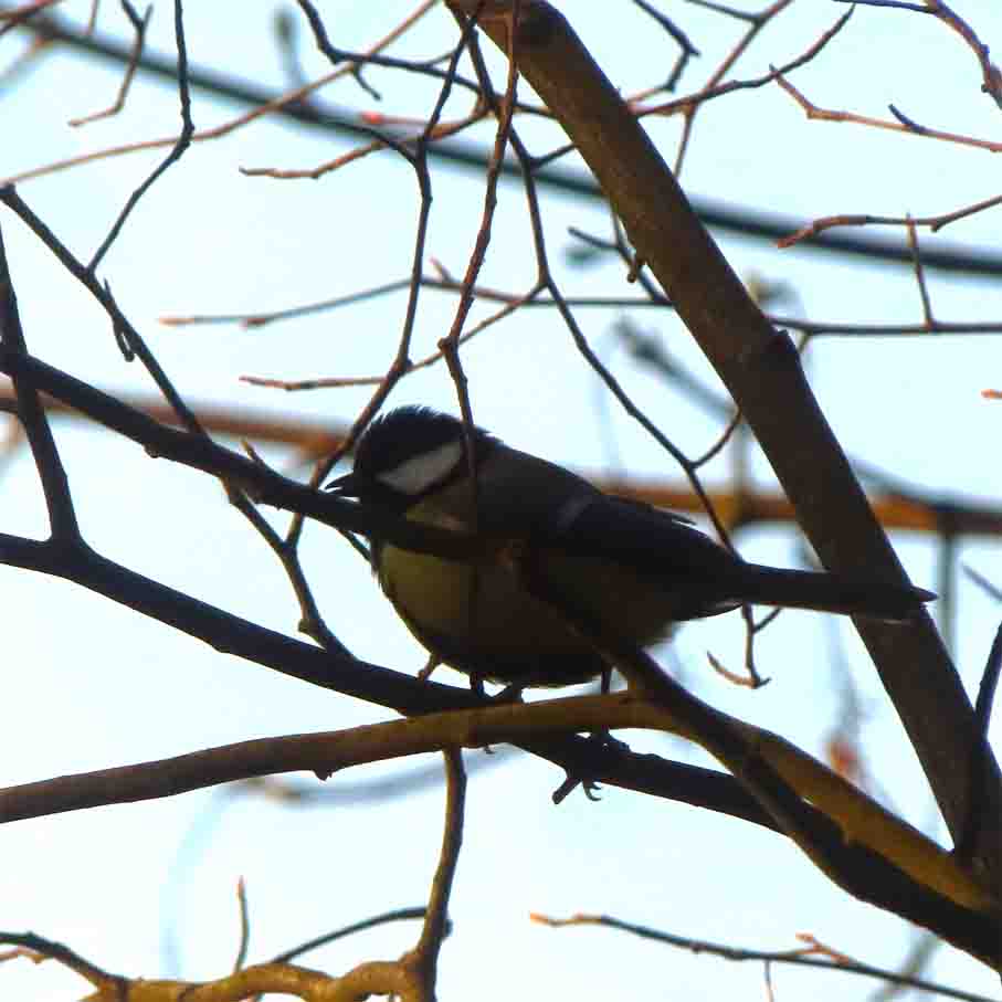 Kohlmeise am 1. Advent NEUHAUS