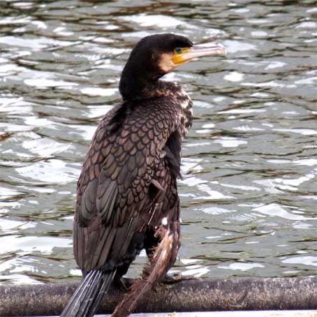 Kormoran