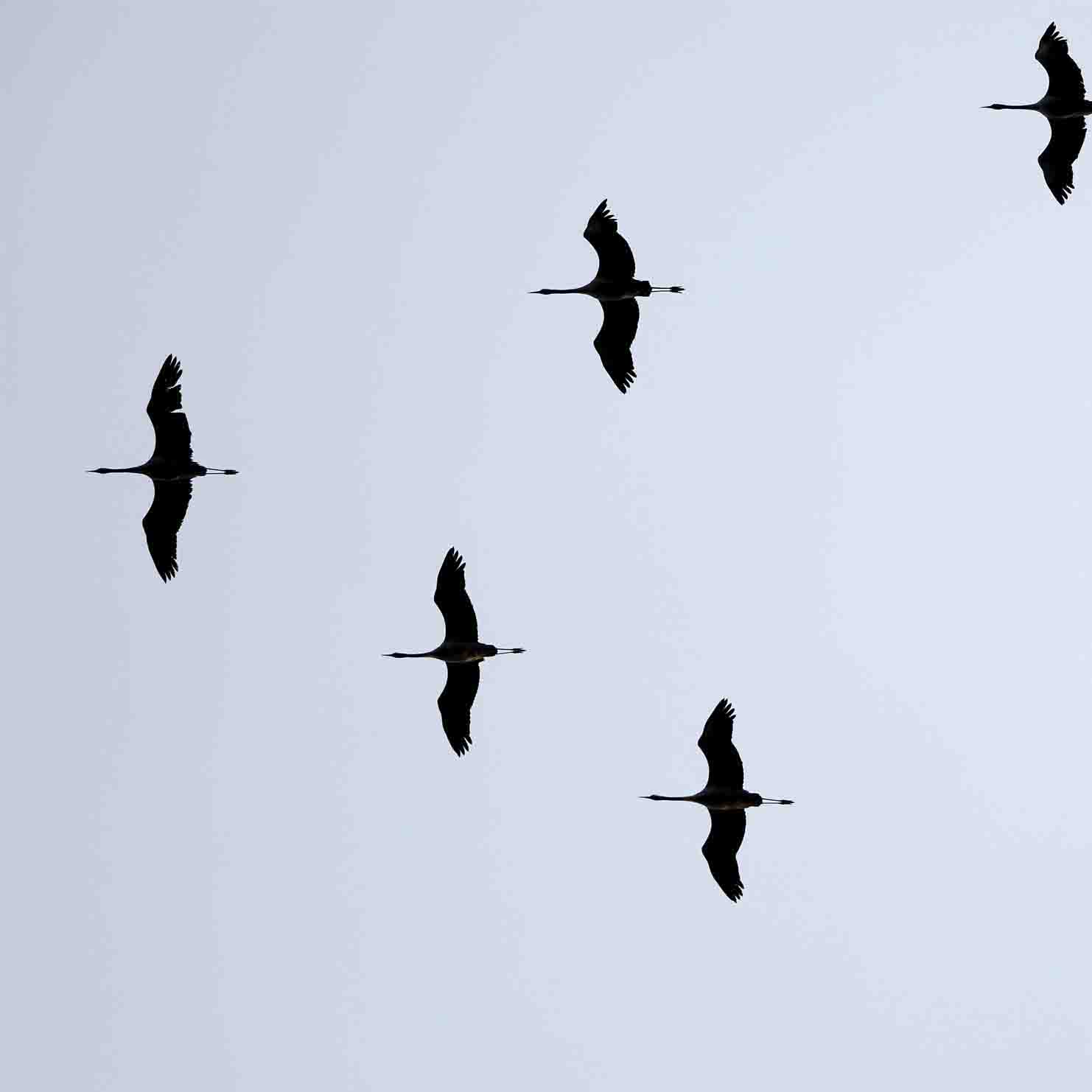 Kraniche SCHÜTTER Stefan