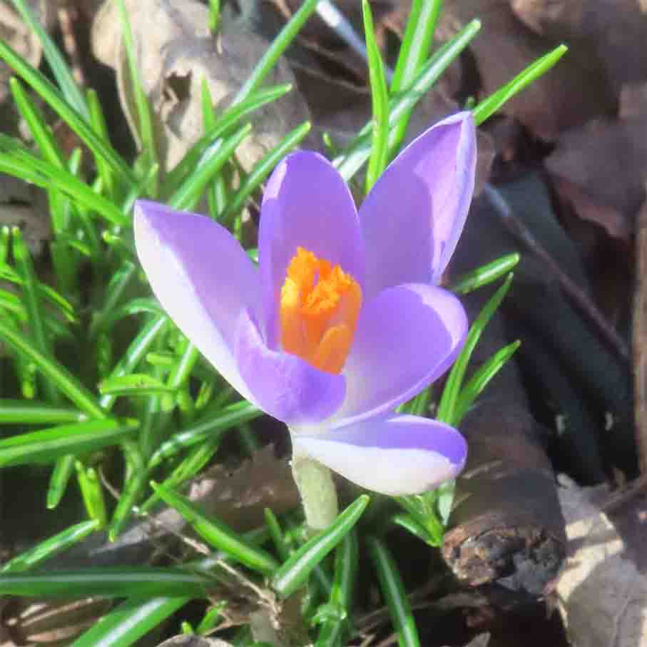 Krokus Januar NEUHAUS