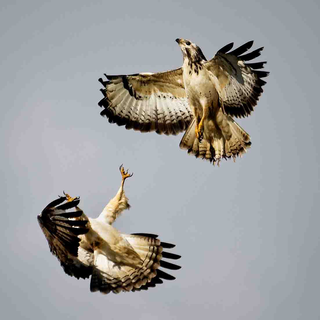 Mäusebussarde SCHMIDT Oliver