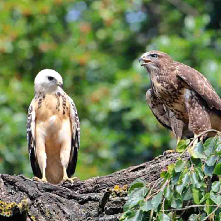 Bussard juv SCHÜTTER Stefan