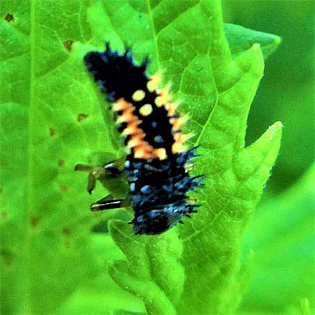 Marienkäfer Larve NEUHAUS