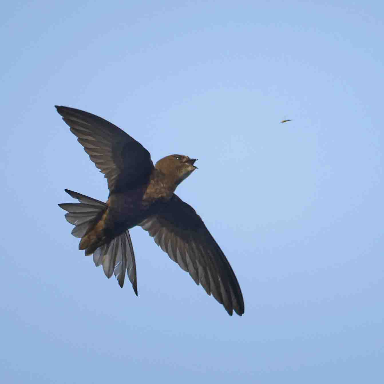 Mauersegler jagd SCHMIDT Oliver