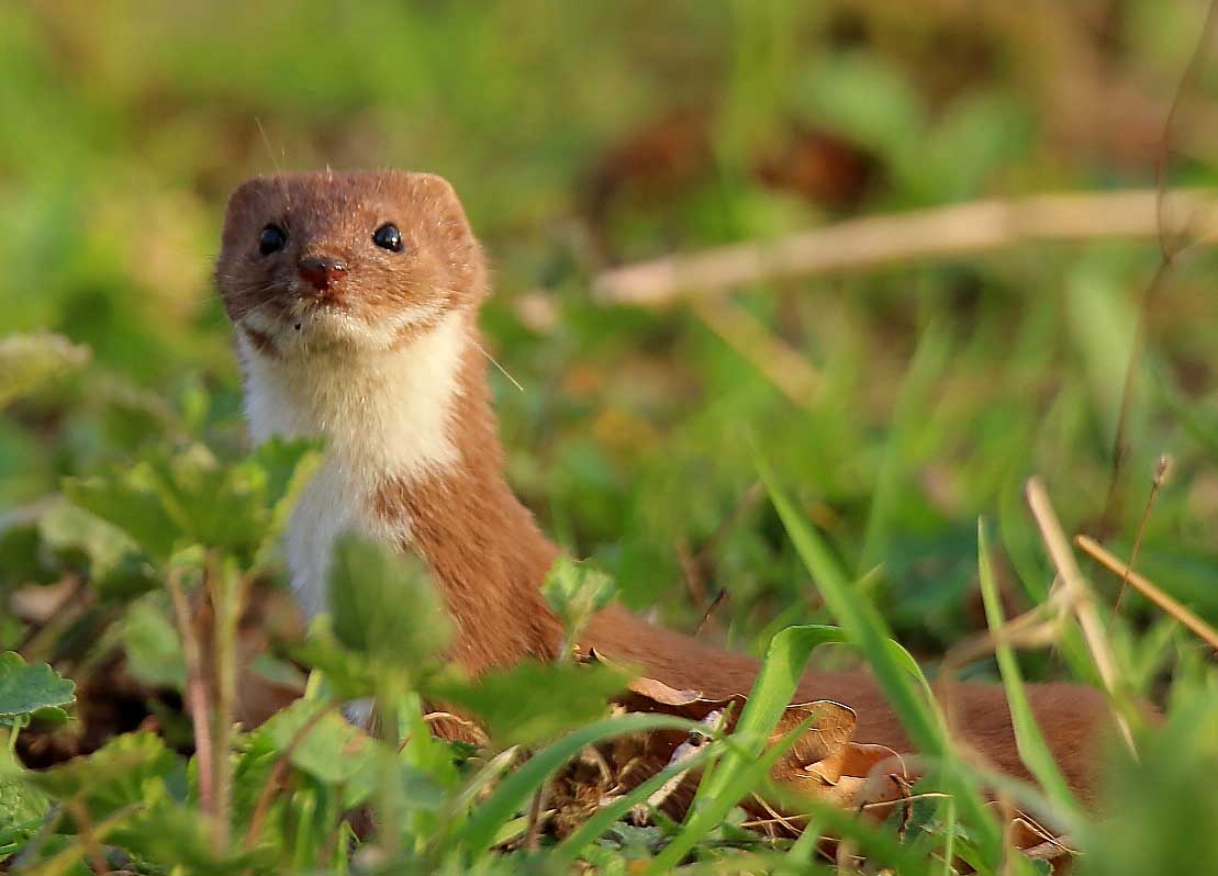 Mauswiesel