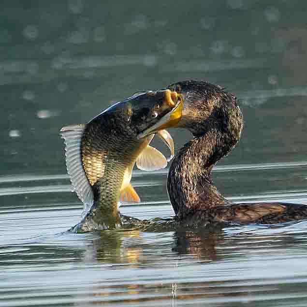 Kormoran SCHMIDT Oliver