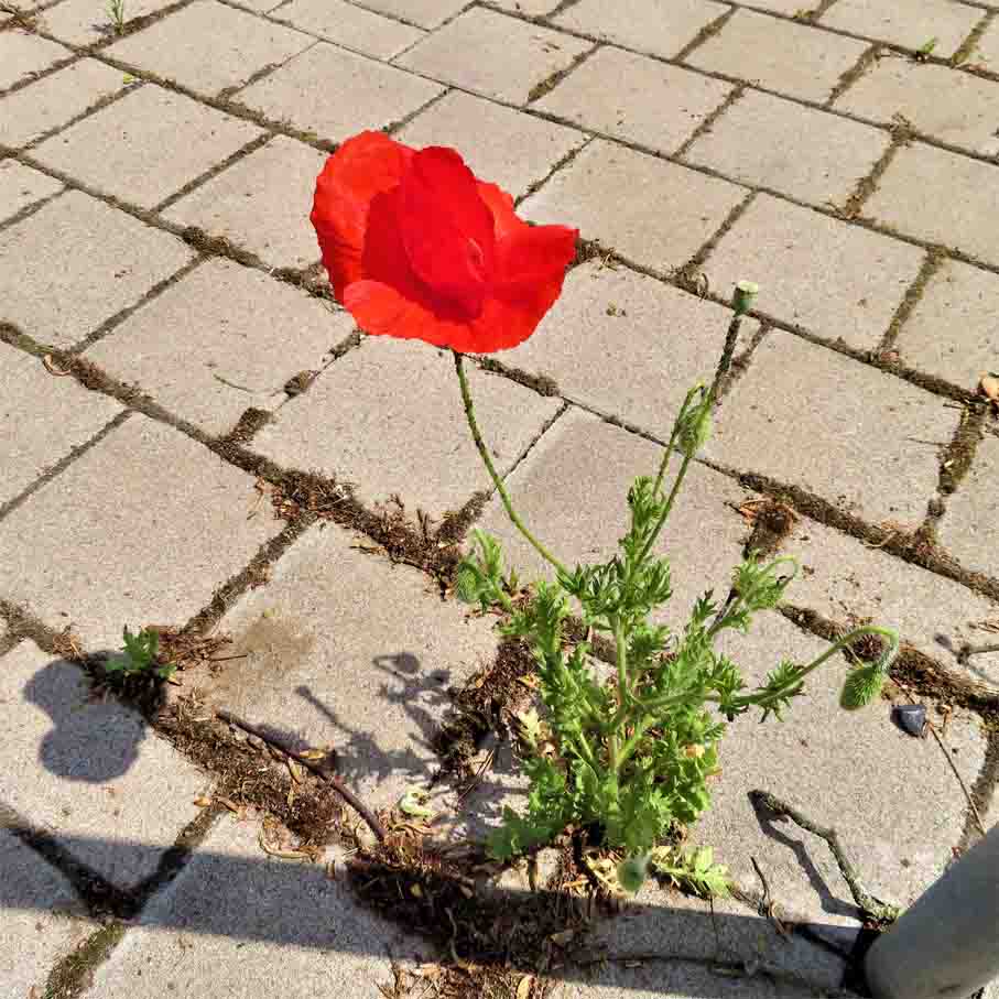 Mohn NEUHAUS
