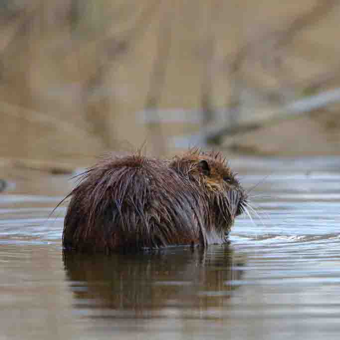 Nutria SCHÜTTER Stefan