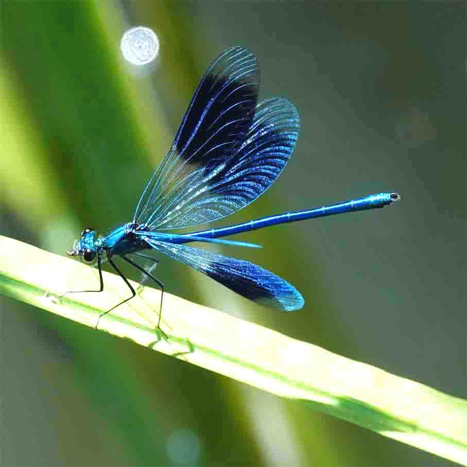 Prchtlibelle Willeke