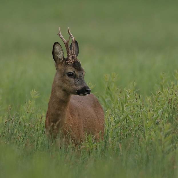 Rehbock BARBIG Thomas