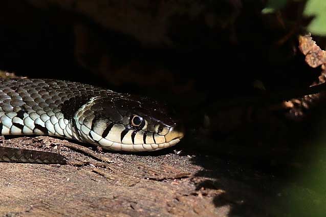 Ringelnatter BARBIG Thomas